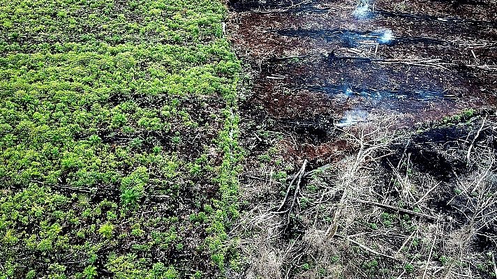 Indonesia’s billion dollar deforestation question