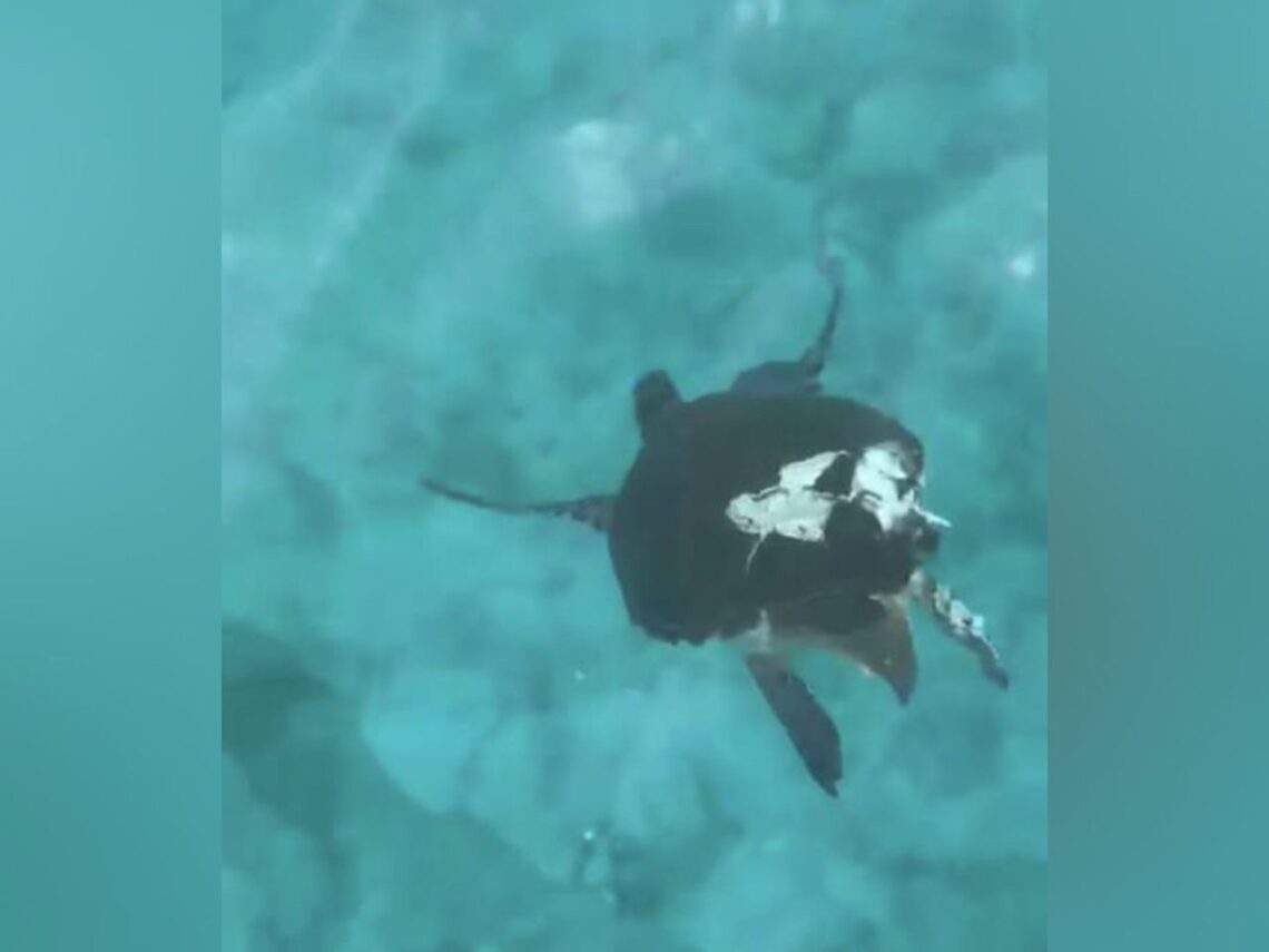 东：乐浪岛本月第二宗 海龟遭船只螺旋桨击伤