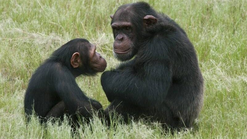 全球首起黑猩猩宝宝绑架案 无良歹徒下药索赎金
