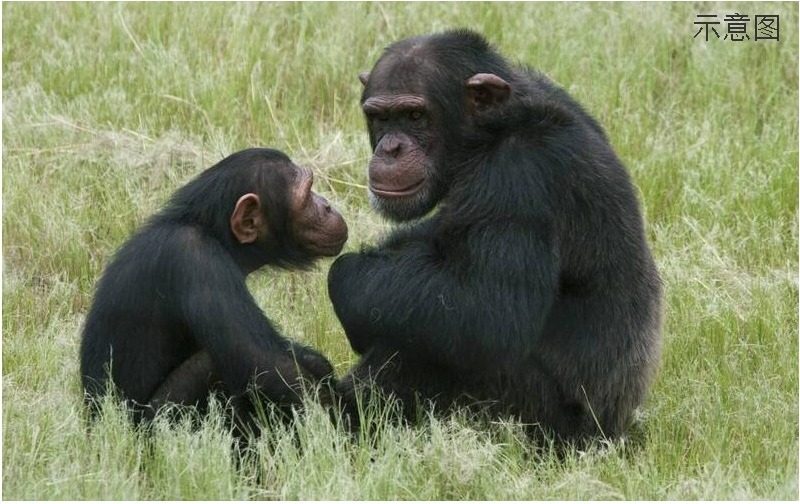 全球首起黑猩猩宝宝绑架案！ 无良歹徒下药索赎金