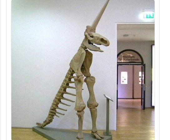 博物馆惊见“独角兽”化石！头快比身体长　诡异比例笑翻20万人