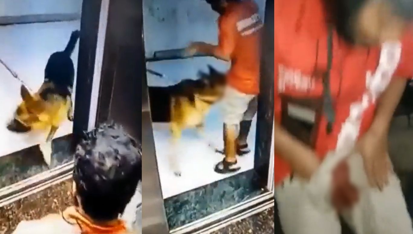 印度外送员出电梯遭狗咬下体