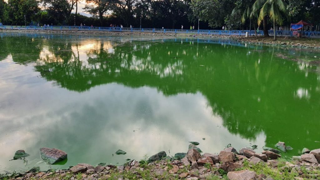充满绿色物质 湖泊如“死水”   甲洞大都会公园 再飘臭