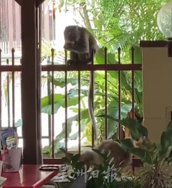 猴子闯家中觅食，居民忧孩子受伤