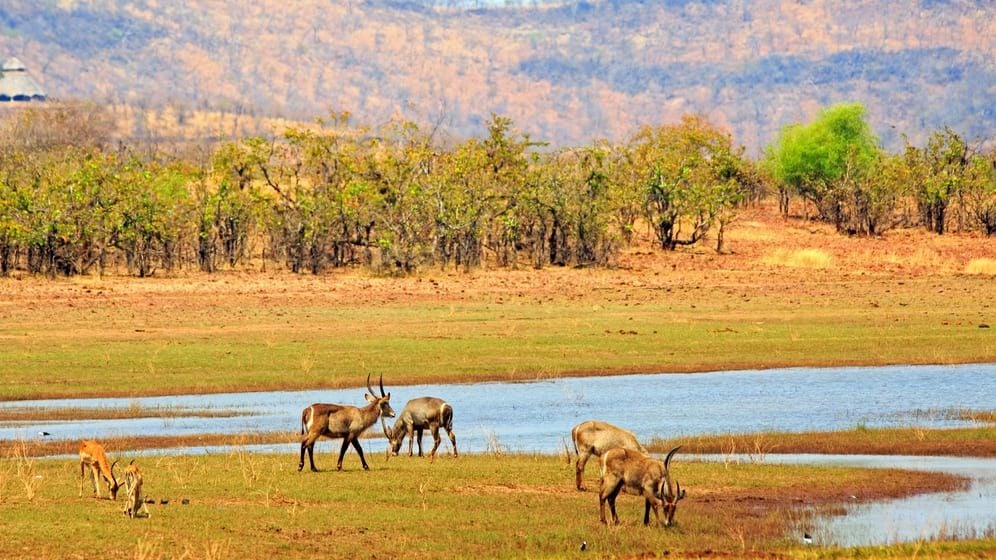 津巴布韦应对干旱威胁 开展60年来最大野生动物迁移活动
