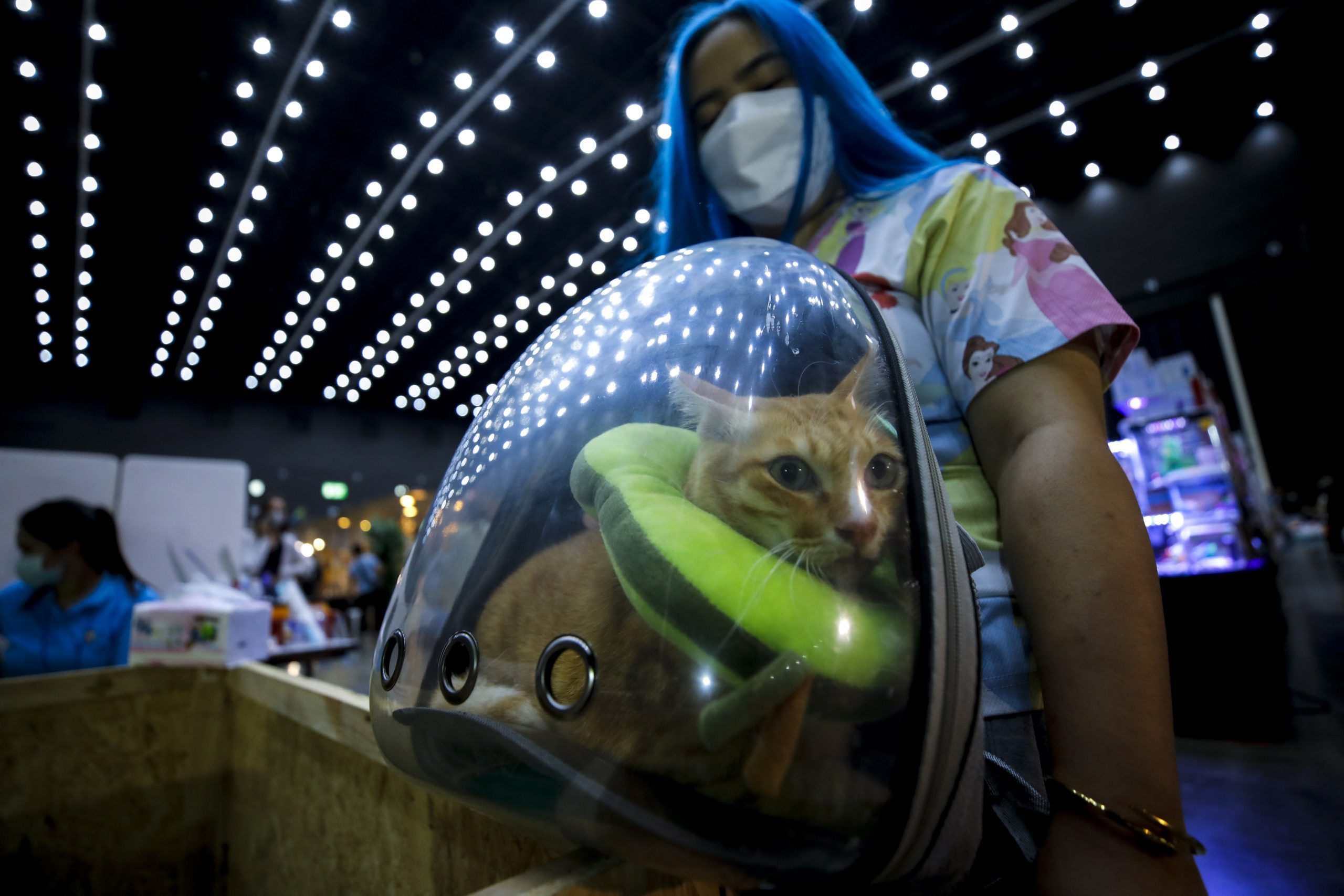 泰国曼谷 — 2020年2月20日 宠物店展示Me-O“金”牌猫食品 142 图库摄影片 - 图片 包括有 食物, 市场: 182661027