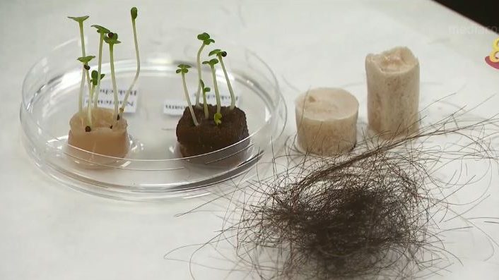 制成可降解水耕基材  用头发种有营养蔬菜