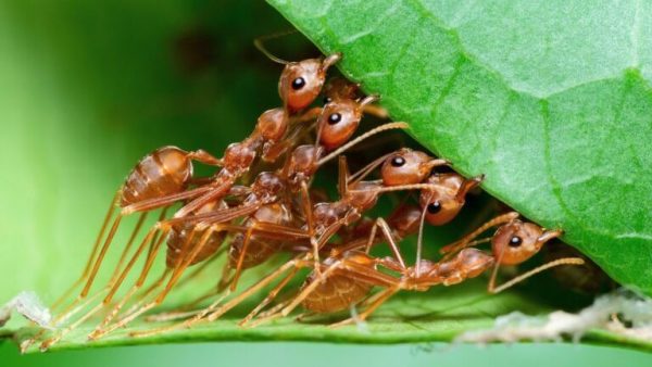“地球至少有2万兆蚂蚁”    研究：真实数字或更高