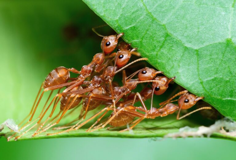 拼盘 未签 地球上究竟有多少只蚂蚁？研究: 2万兆只