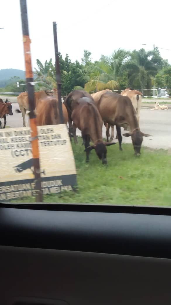 柏淡士迪亚往SPA大道 牛群游荡吃草危险！