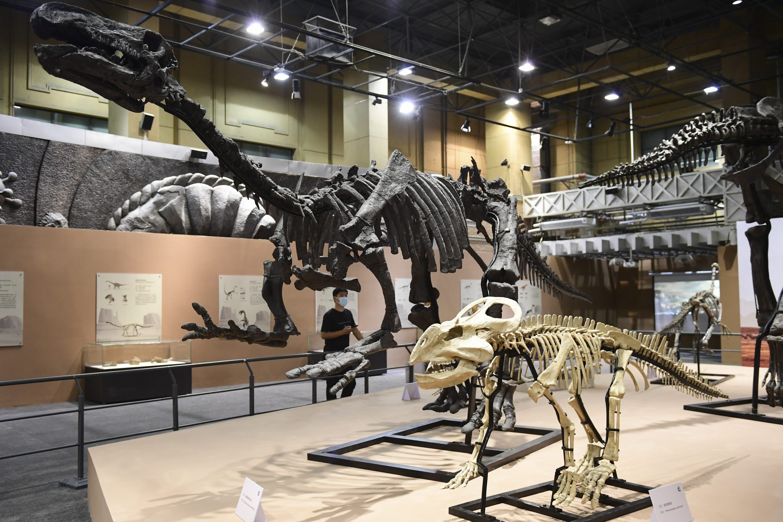 每日一展／“龙行戈壁——内蒙古白垩纪恐龙展”在北京自然博物馆开展