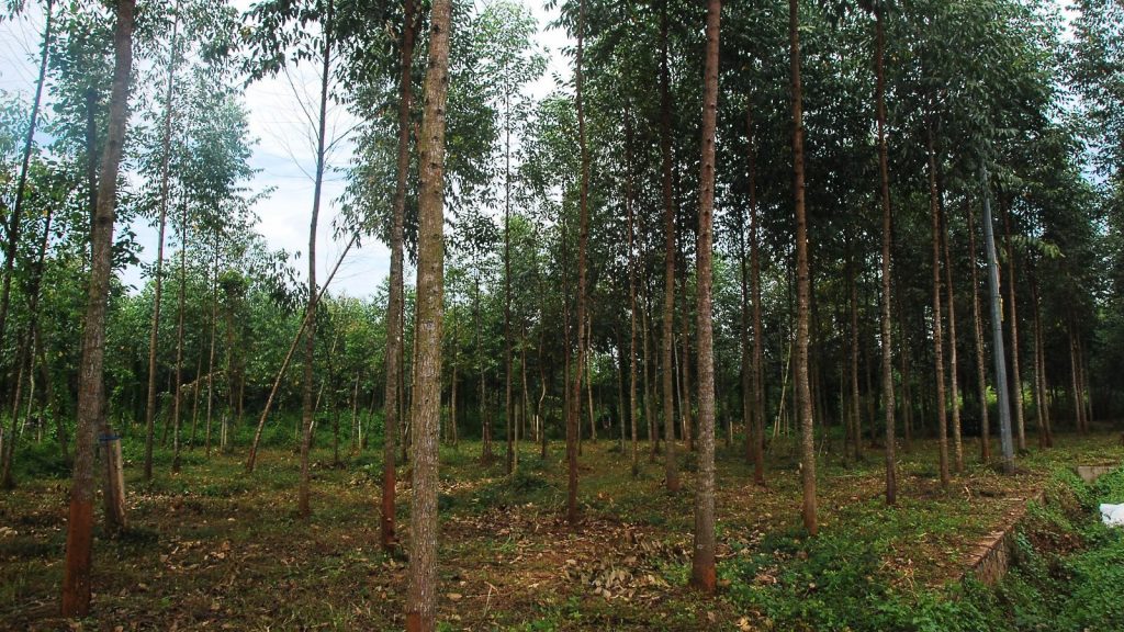 祖莱达：可产家具原料增收入 鼓励出租荒地种桉树