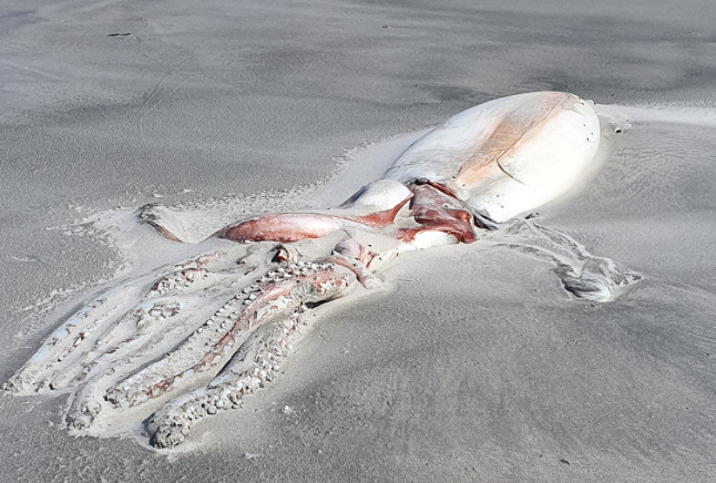 纽西兰海滩现巨型深海生物尸体：长超4米，游客围观