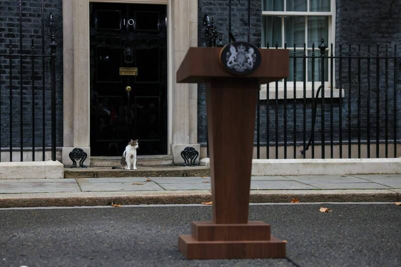 英国四朝「老臣」 虎斑猫拉里迎接新任首相