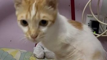 视频 | 小猫失去2前腿获爱心猫主领养 走路像袋鼠网民心疼