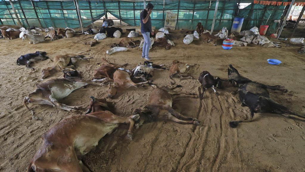 印度病毒蔓延 10万头牛死 逾200万头罹病