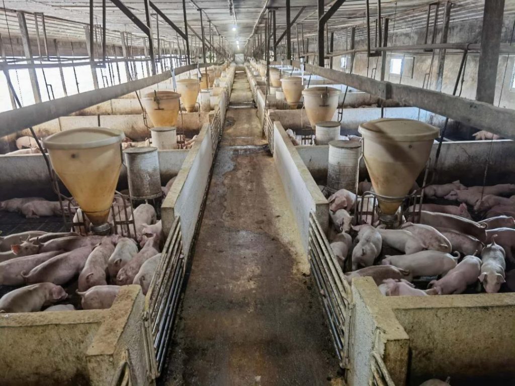 防护工作再加强 养猪场严防非洲猪瘟