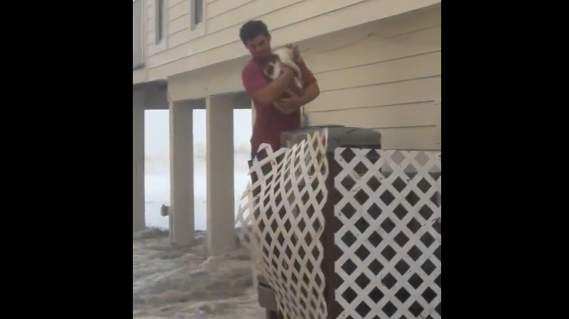 视频 | 洪水袭击美佛罗里达州 男子救出受困猫咪获赞