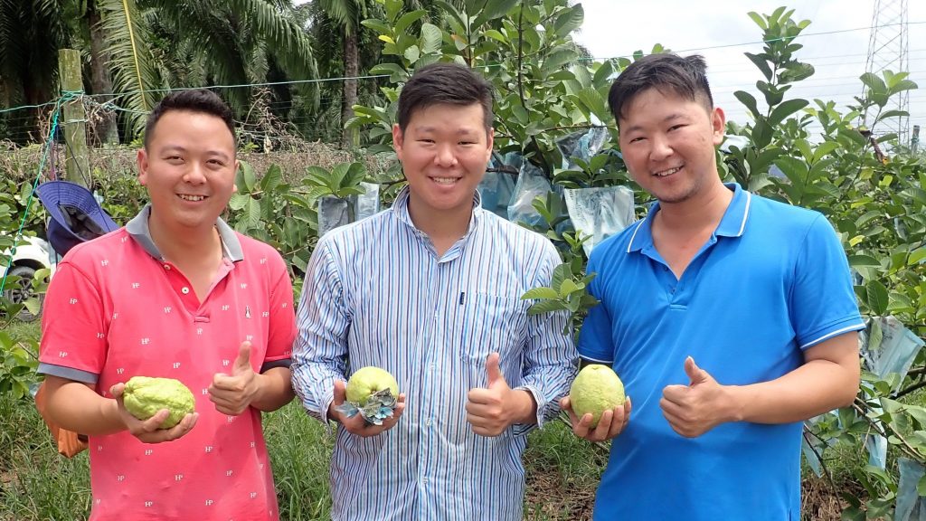 农的传人 | 果肉香脆受各族欢迎   越南番石榴种出“钱途”