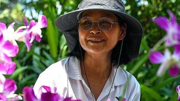The ‘majestic’ Singapore orchid named in honor of Queen Elizabeth