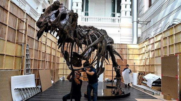 T-rex in Singapore as experts decry ‘harmful’ auctions