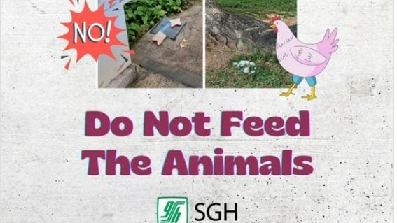 新加坡中央医院野鸡处处 院方发文吁别喂食