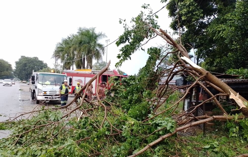 东：昨天傍晚下起暴风雨，文德甲加叻路五英里道路旁多处大树被狂风吹倒，一度造成道路被堵。