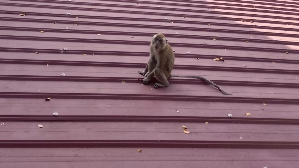 几乎每天出现  野猴闯住家觅食扰民