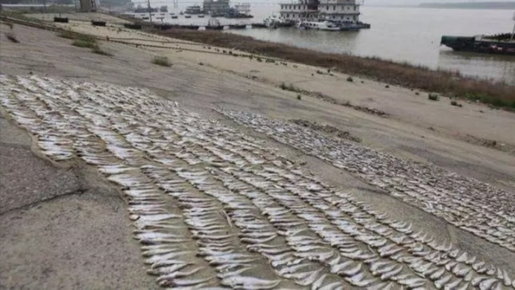 鄱阳湖乾旱鱼大量搁浅 村民捡走2.5万公斤