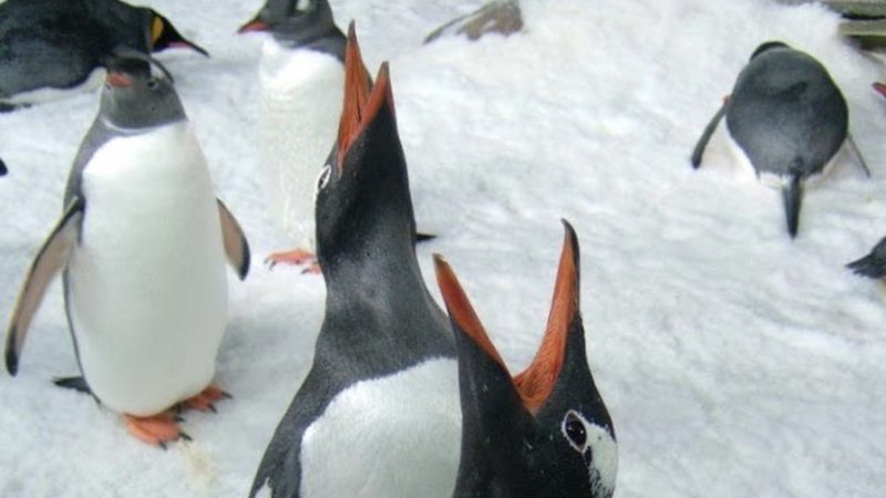 台海洋生物博物馆标售36只企鹅   投标资格有限定
