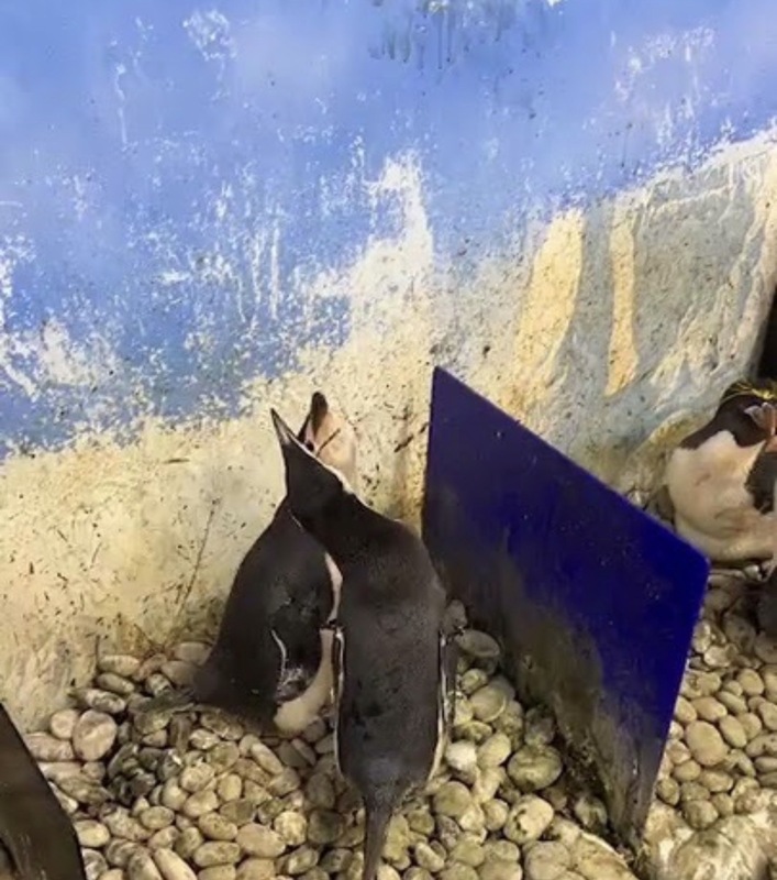 拼盘／台海洋生物博物馆标售36只企鹅 投标资格有限定