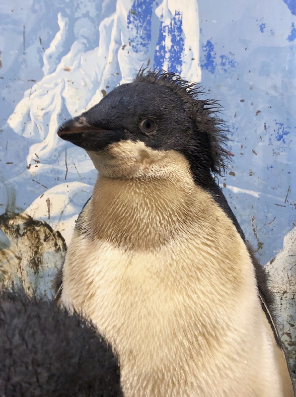 拼盘／台海洋生物博物馆标售36只企鹅 投标资格有限定