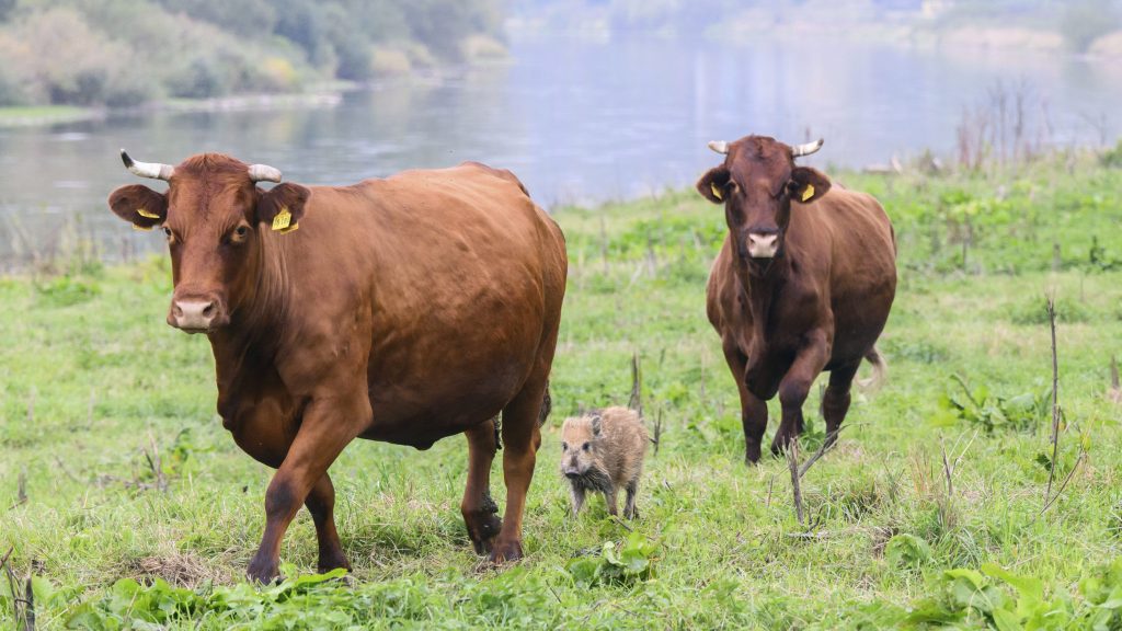 小野猪渡河迷途 混进牛群里一起生活