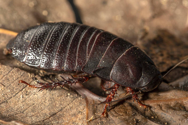 拼盘／消失80多年 澳洲小岛发现濒临绝种蟑螂