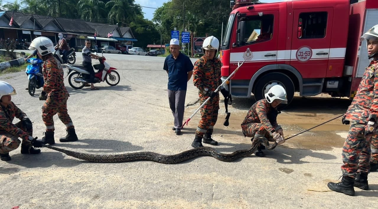 柔：新闻：民宅门前沟渠藏约5公尺长蟒蛇