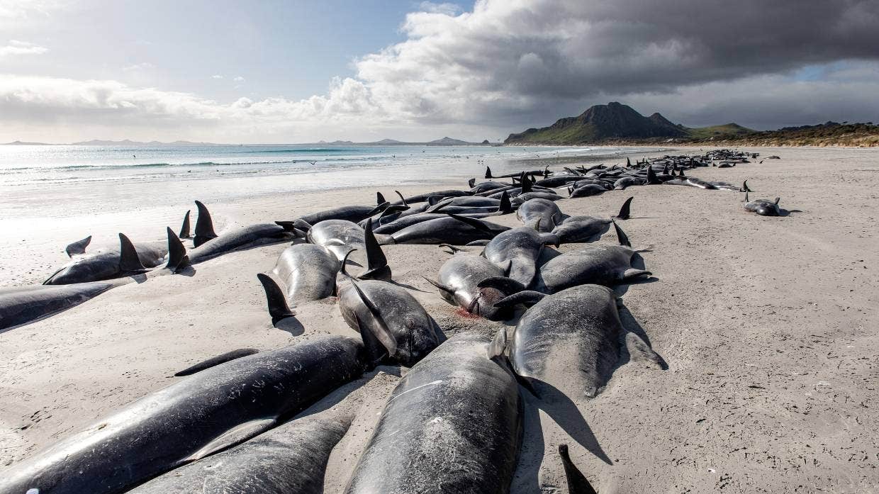 纽西兰离岛大量鲸鱼搁浅 约500头领航鲸丧命