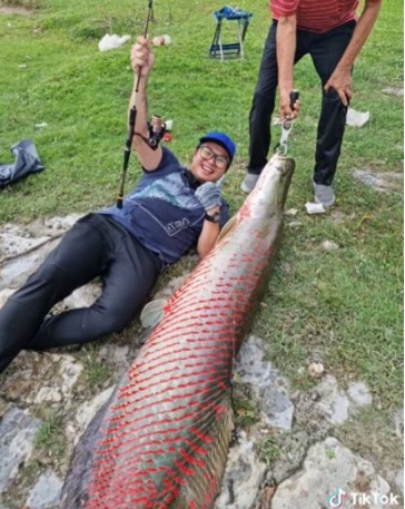 视频|搏斗逾1小时 男子钓起近2公尺巨骨舌鱼