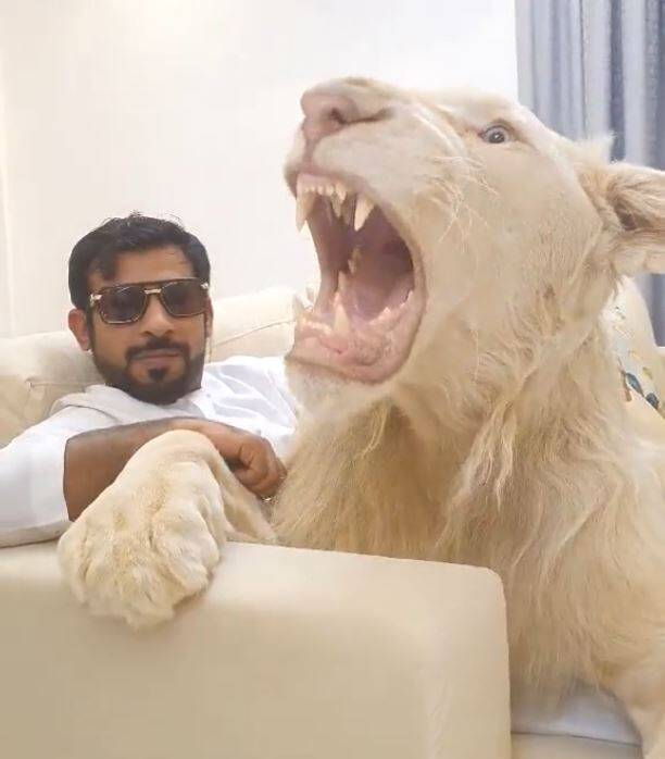 迪拜富人炫白狮听话 网友替他捏把冷汗