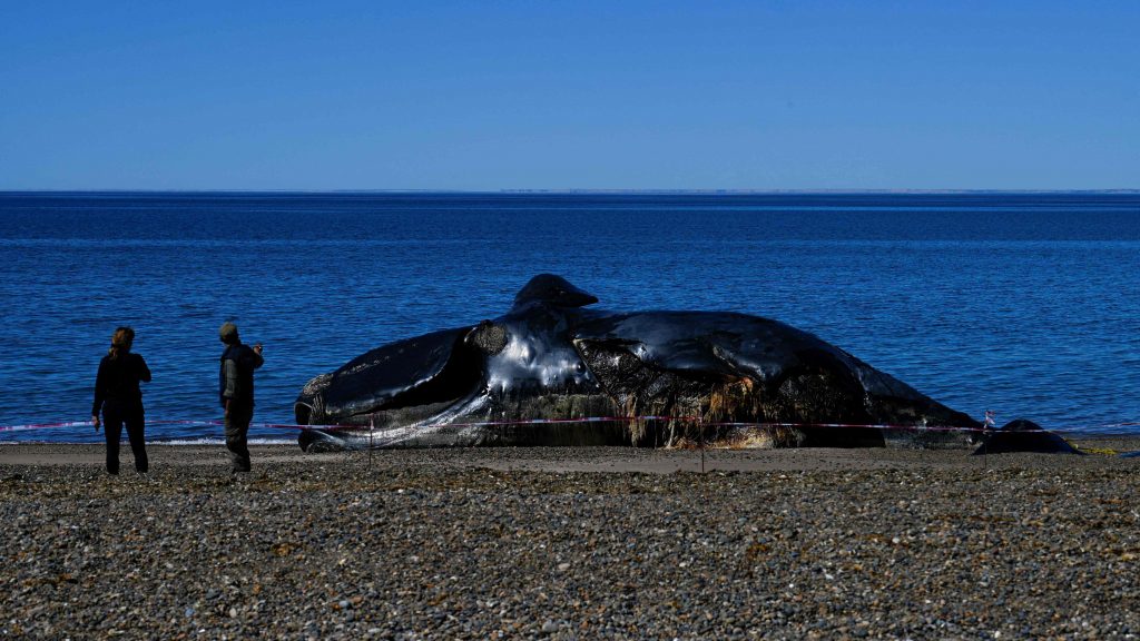 阿根廷南部大西洋沿岸 发现大量鲸鱼死亡