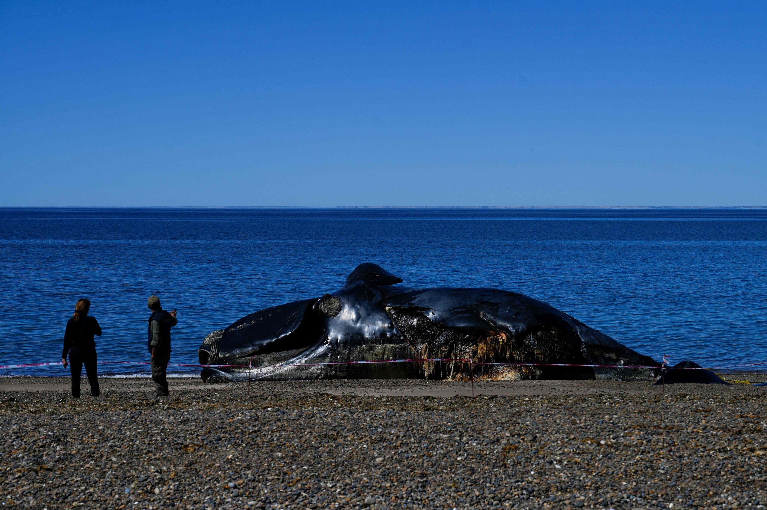 阿根廷南部大西洋沿岸发现大量鲸鱼死亡