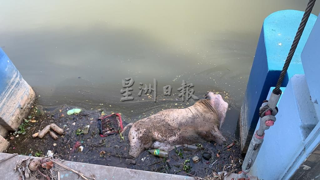 （古城封底主文）峇株韩巴水闸出现动物浮尸体 疑似死猪