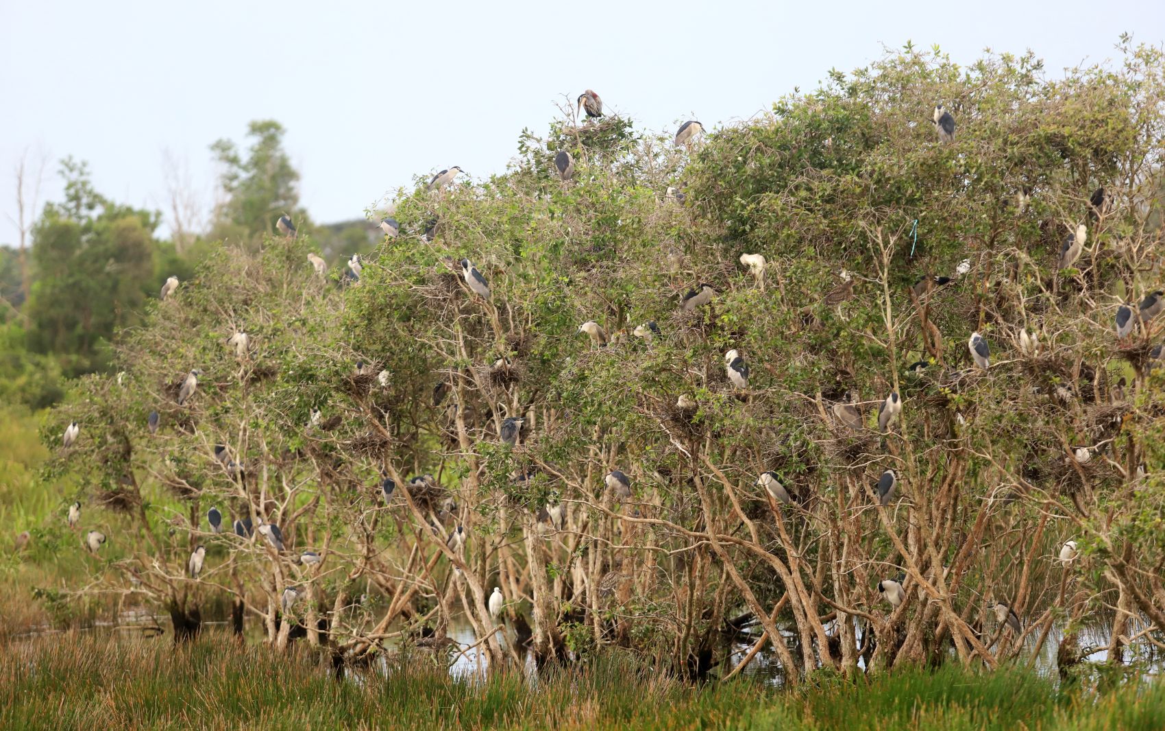 （古城封底主文）马六甲的幸运，逾3000候鸟逾期逗留