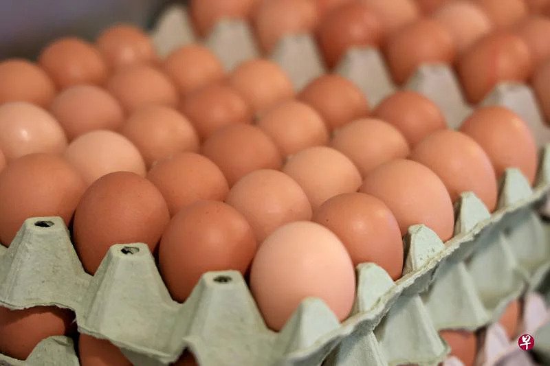 新加坡第4座鸡蛋农场预计2024年启用