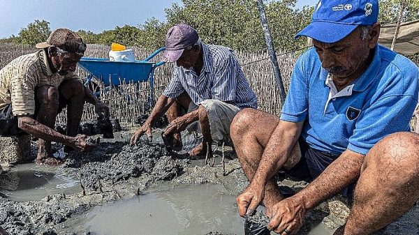 Egypt replants mangrove ‘treasure’ to fight climate change impacts