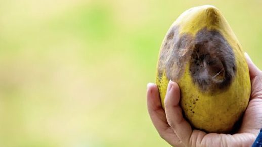 【研究故事】善用热带水果废弃物 减少环境污染