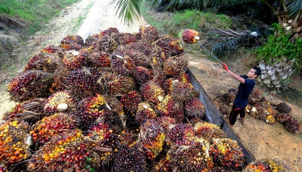 印尼政策左右价格  大马棕油出口有隐忧