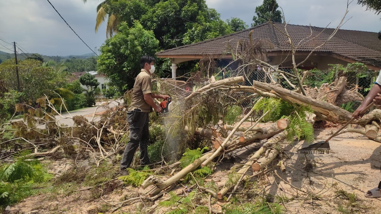 NS芙蓉：承包商挖沟渠却把大树挖倒5天不清理，市议员与屋主亲自砍树处理