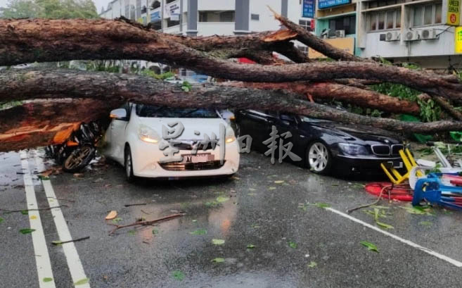 路边树倒致伤 财物损失 槟威市政厅赔偿逾22万