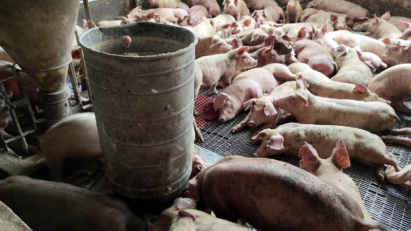 诺丽拉：业者已获充足时间 提升养猪场期限 不延长