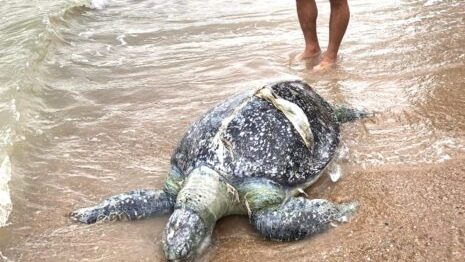 肠胃塞铁丝铁钉渔网塑料 海龟无法消化搁浅死亡